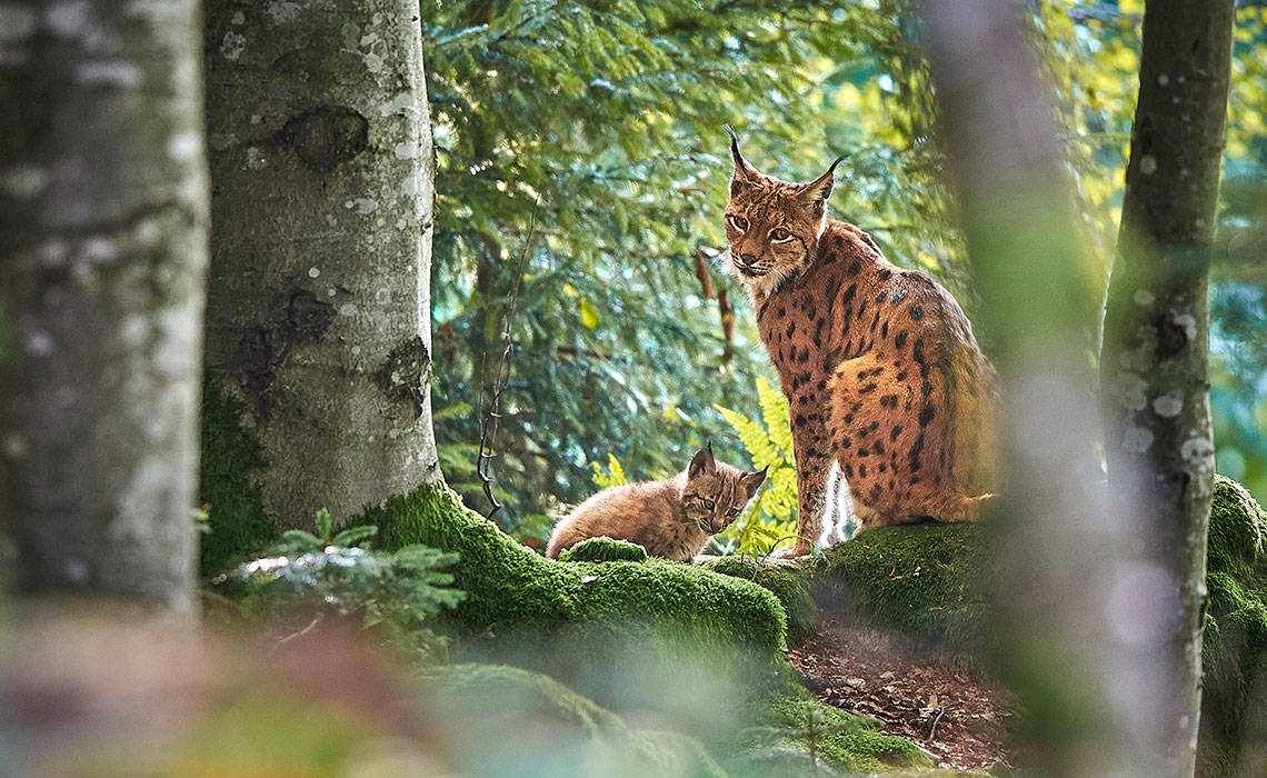 ANIMALI DEL BOSCO - Il Gatto Verde